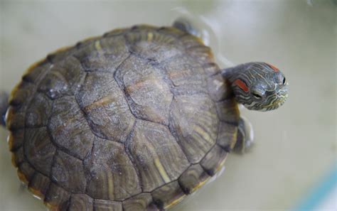 種群線上看 巴西龜可以吃高麗菜嗎